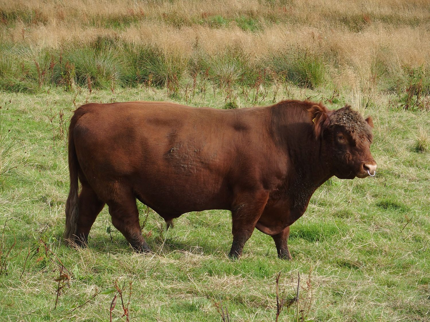 Luing Cattle